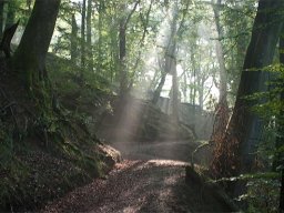 IMGP8657-Solstraaler-over-skovsti